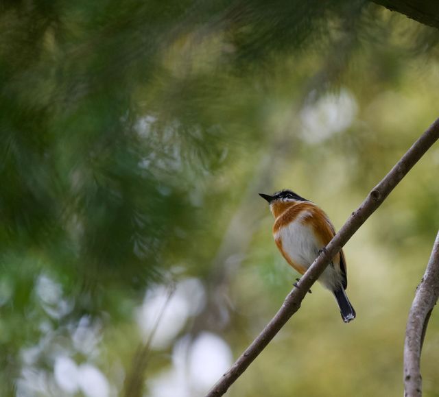 A female adult Cape Batis looking for bugs in the tree canopy above
