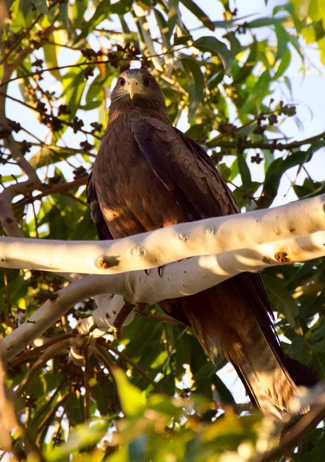 An adult Yellow-billed Kite perched in a Eucalyptus tree