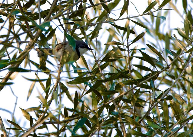 My first sighting of this bird ever, and managed to snap a photo too!