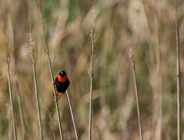 A lone male Southern Red Bishop grasping onto a tall reed stem