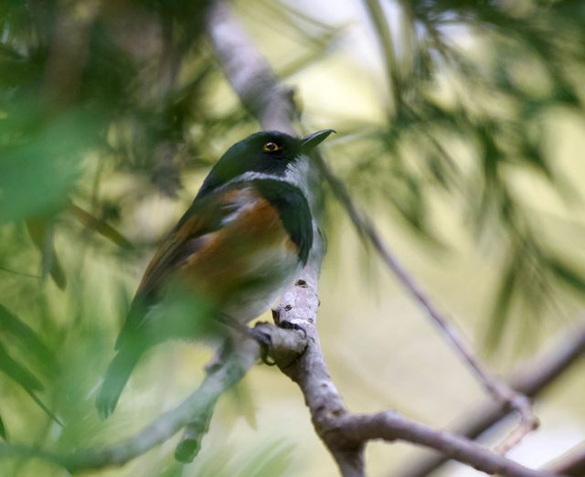 A male adult Cape Batis looking for bugs in the tree canopy above