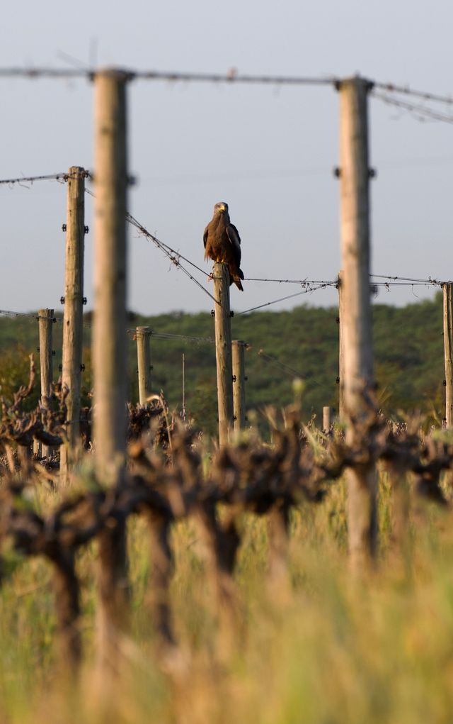 A Yellow-billed Kite takes a breather by standing a top a fence post in the vineyard