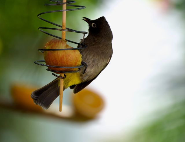 An adult Cape Bulbul eating from a bird-feeder