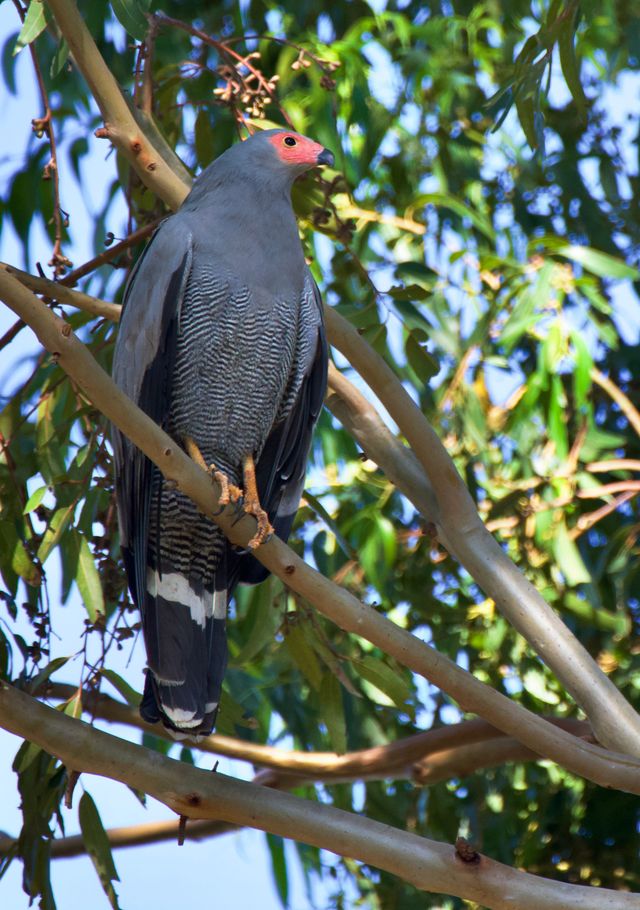 An adult African Harrier-Hawk perched in a Eucalyptus Tree