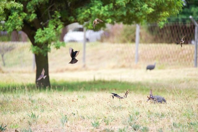 5 species of birds all trying to eat flying ants