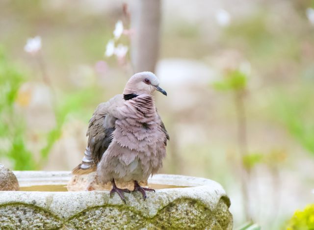 A Red-eyed Dove dries off on the edge of the bird bowl after just having had a bath