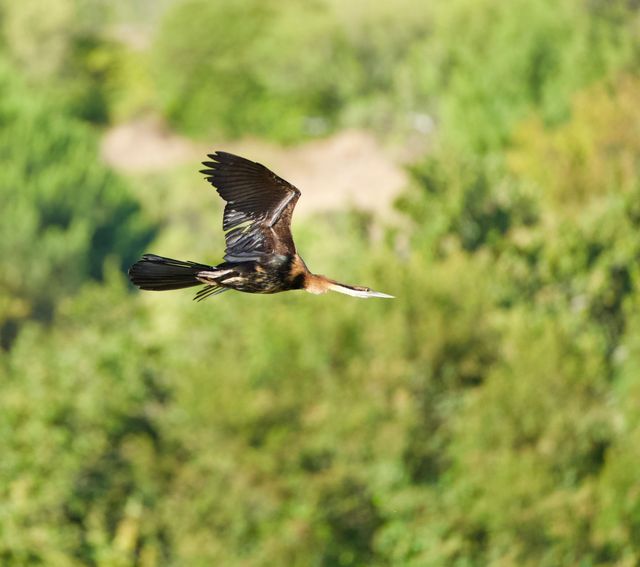 An African Darter in flight, with one wing pointing upwards, showing its boney limb.