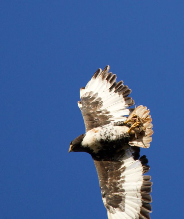 A Jackal Buzzard with prey (probably a rat) in its talons