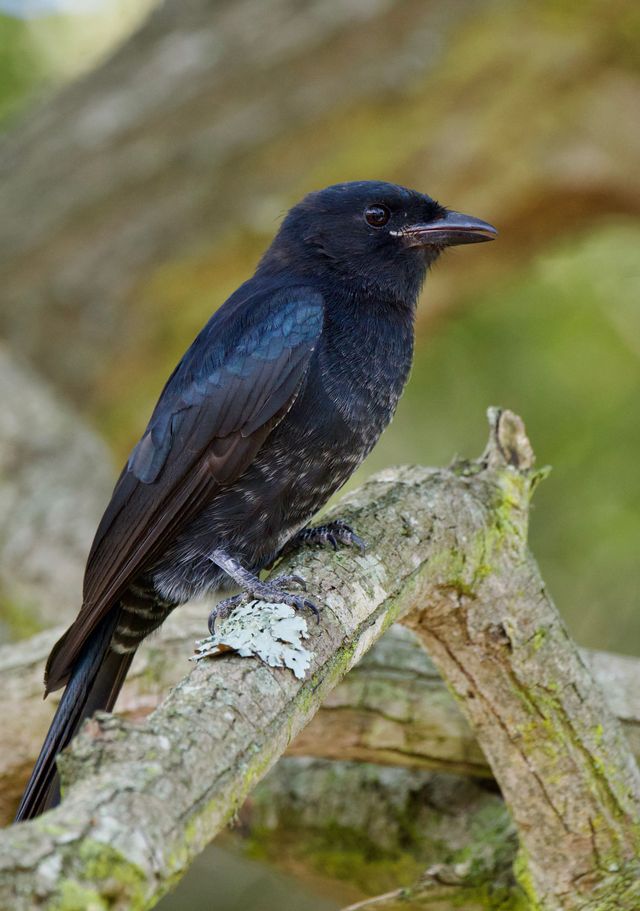 A Fork-tailed Drongo making a racket from its perch