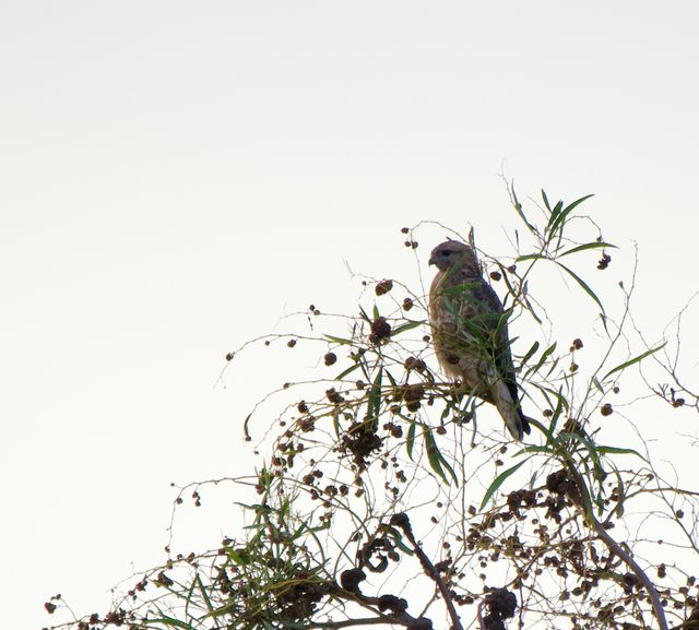 A Common (Steppe) Buzzard perched atop a Port Jackson tree