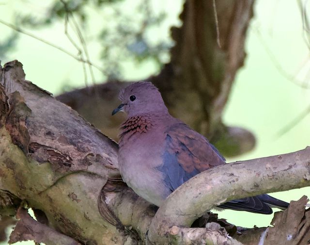 A Laughing Dove is perched under the dense canopy of an Acacia Tree.