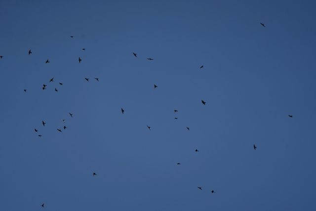 A massive flock of European Bee-eaters catching insects high above the photographer