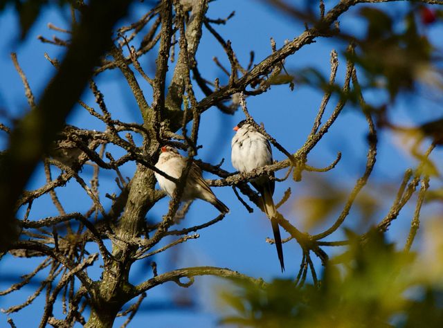 Two of the four Whydahs perched atop a tree in the afternoon sun