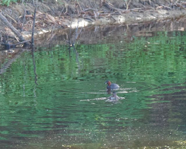 An adult Little Grebe (Dabchick) and its chick floating on the water of a small dam