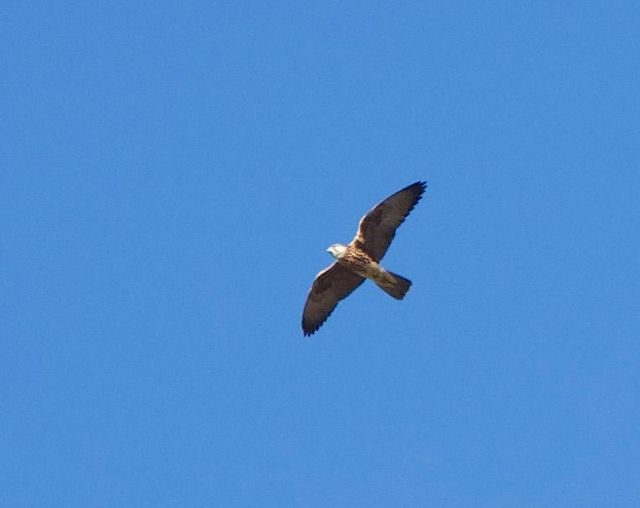 A Lanner Falcon high above the photographer