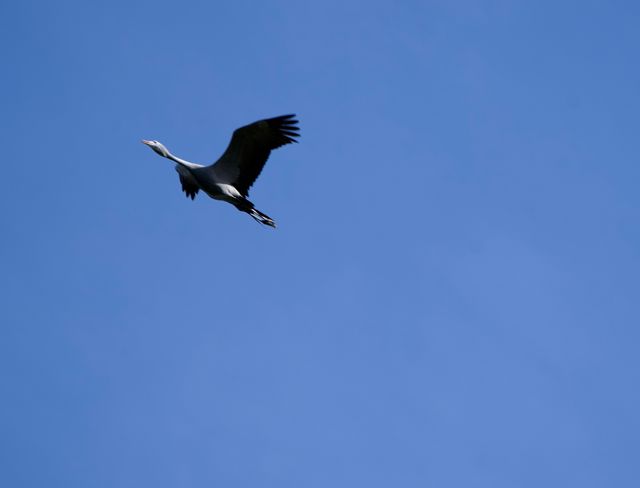 An adult Blue Crane flying high above the photographer
