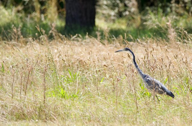 An adult Black-headed Heron patrolling the grass for prey