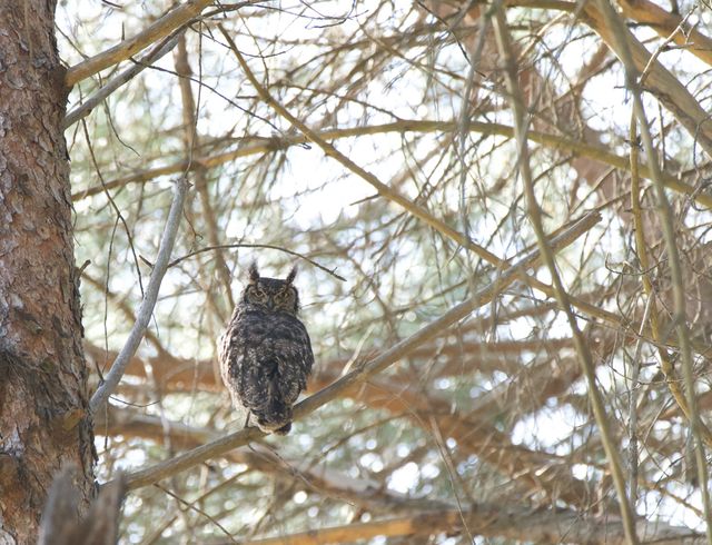 A Spotted Eagle-Owl, with it's back facing the camera, and head turned 180 degrees towards the photographer.