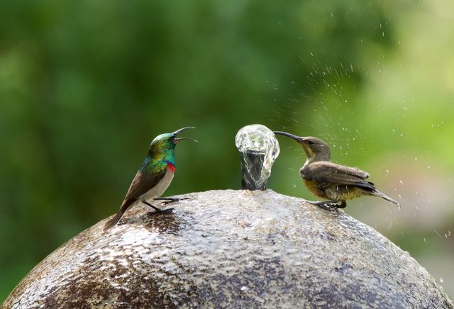 An adult pair of Southern Double-collared Sunbirds cooling off on a water feature
