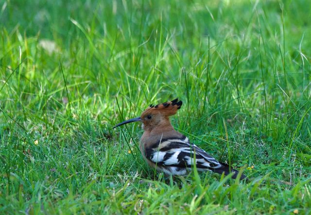 An adult African Hoopoe foraging through the lawn