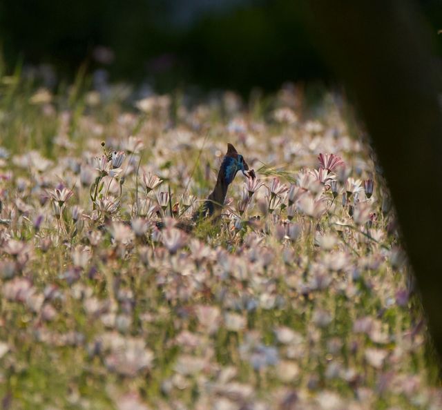 The Guineafowl are always busy this time of day, I think they roost nearby