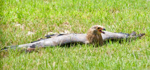 A young African Harrier-Hawk sunning itself on a patch of sand