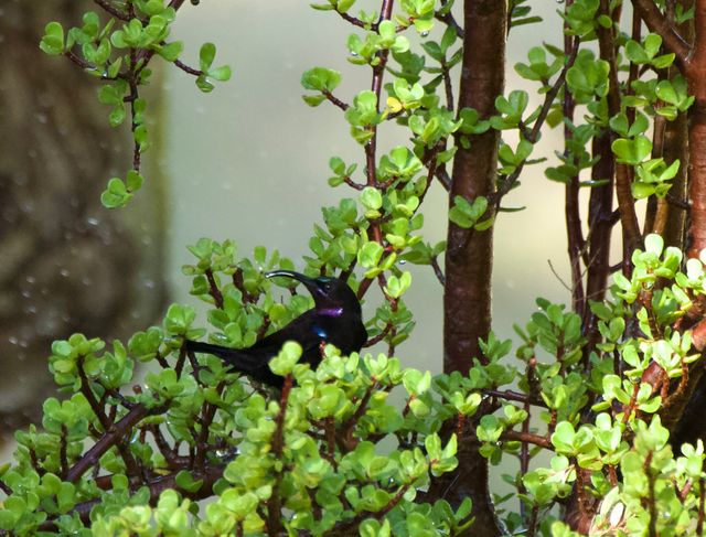 An Amethyst Sunbird showering in garden sprinklers, perched in a spekboom.