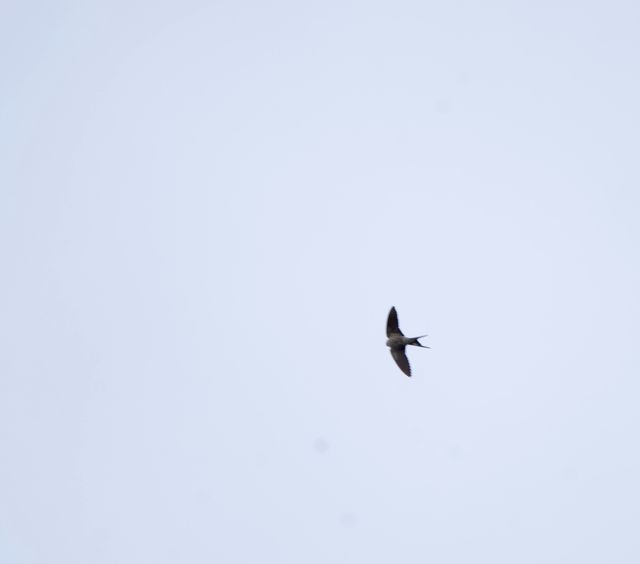An adult Greater-striped Swallow darting through the air high above the viewer
