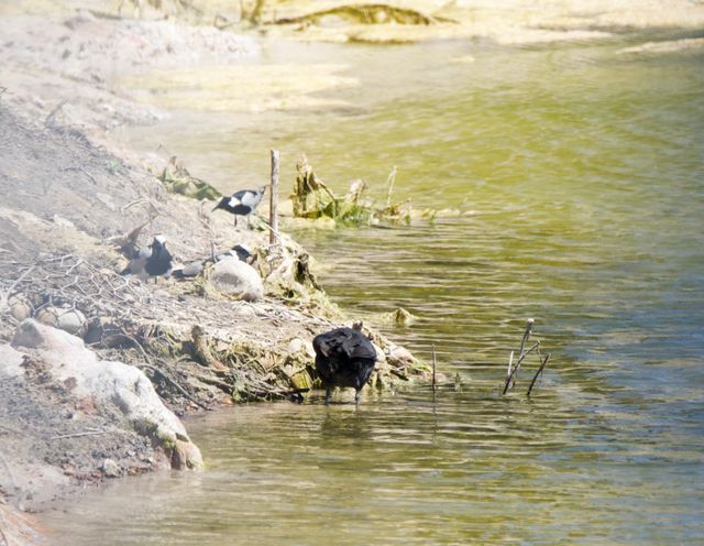 Three Blacksmith Lapwings resting on the banks of the upper Lifestyle Estate dam. A Red-knobbed Coot photobombing.