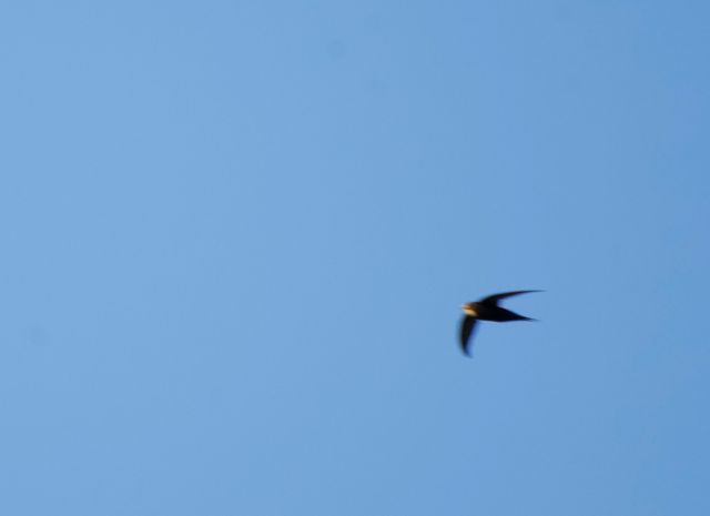 An African Black Swift with its head lit by the setting sun, flying high above the photographer