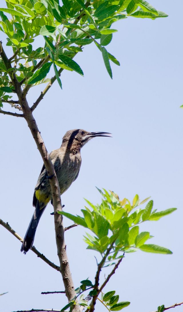 A Cape Sugarbird came to visit Rolf's feeders above the middle dam