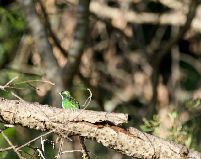 An adult Klaas's Cuckoo perched on a knocked-over tree