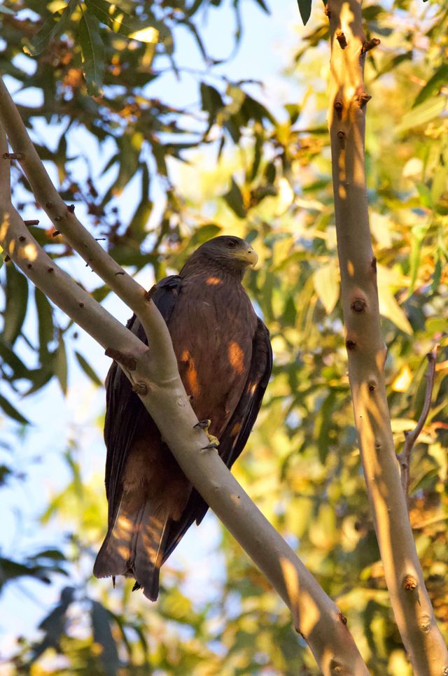 An adult Yellow-billed Kite perched in a Eucalyptus tree
