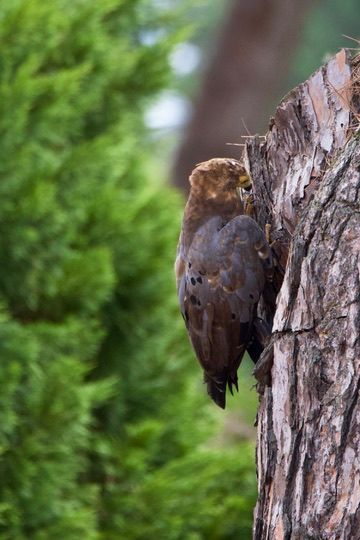 An immature African Harrier-Hawk searching for prey in the bark of a Stone Pine tree