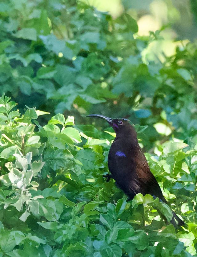 An adult male Amethyst Sunbird dries off on a bush