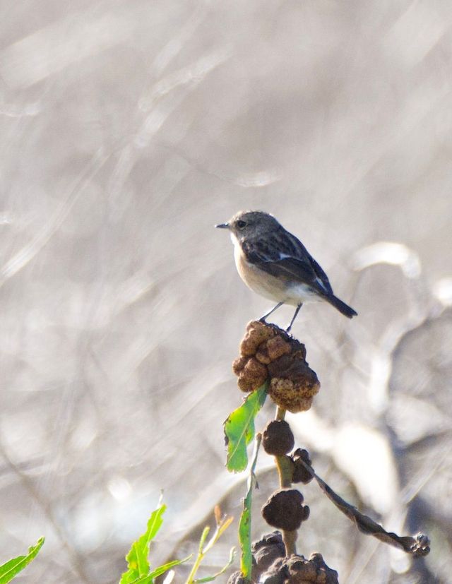 A female African Stonechat perched on a Port Jackson