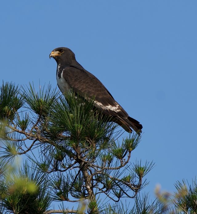 An adult Jackal Buzzard perched atop a pine tree