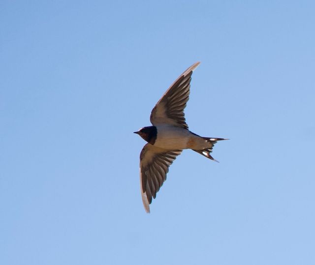 An adult Barn Swallow flying above the photographer