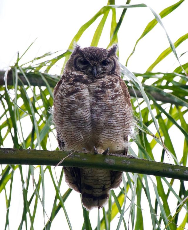 A Spotted Eagle Owl snoozing in a palm tree above the Lapa at the Wine Estate