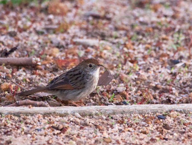 This Grey-backed Cisticola wasn't shy, and seemingly obsessed with finding food amongst the leaf-litter.