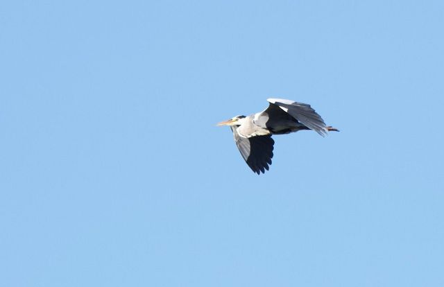This Grey Heron flew up to one of the overhanging trees over the lower irrigation dam