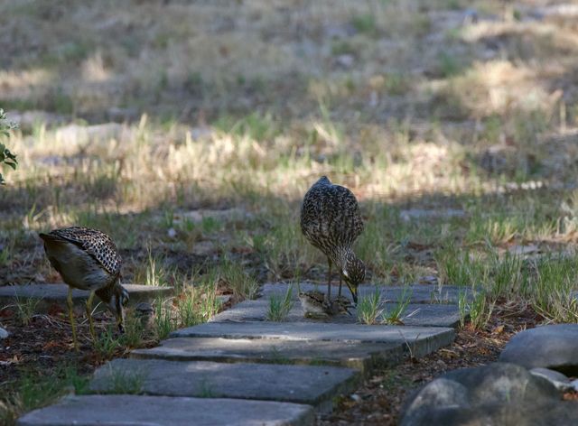 Two adult Spotted Thick-knees show their newly hatched chicks how to forage