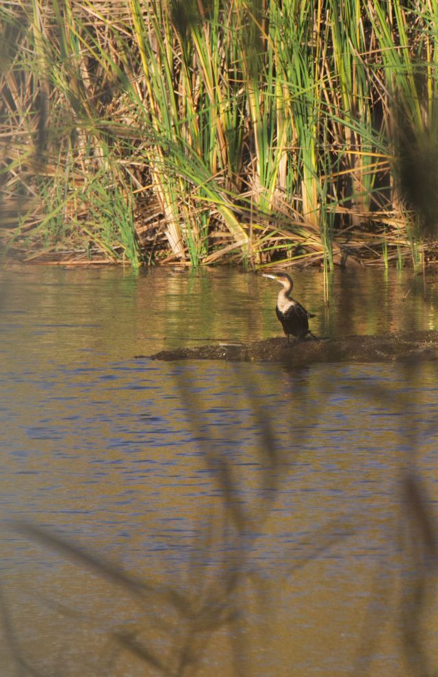 A White-breasted Cormorant, drying off in the afternoon sun on a muddy sandbank in the lower Lifestyle Estate dam.