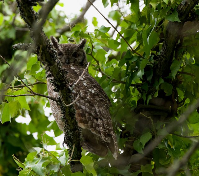 An adult Spotted Eagle-Owl perched high up in the branches of an Ivy-covered tree