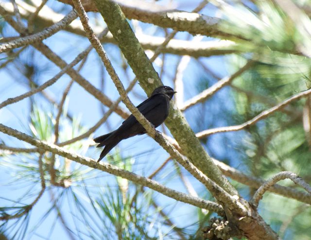 An adult Black Saw-wing resting high up in a Stone Pine tree