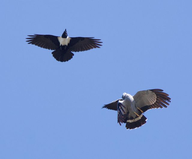 Two Pied Crows mobbing an African Harrier-hawk and it's offspring in mid-flight