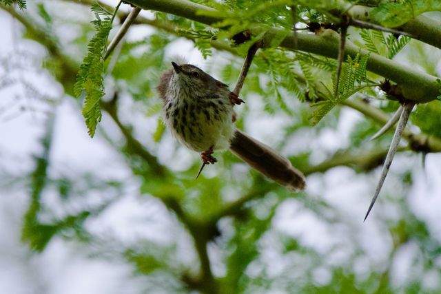 A Karoo Prinia was erratically jumping around this Acacia tree, presumably looking for insects to eat