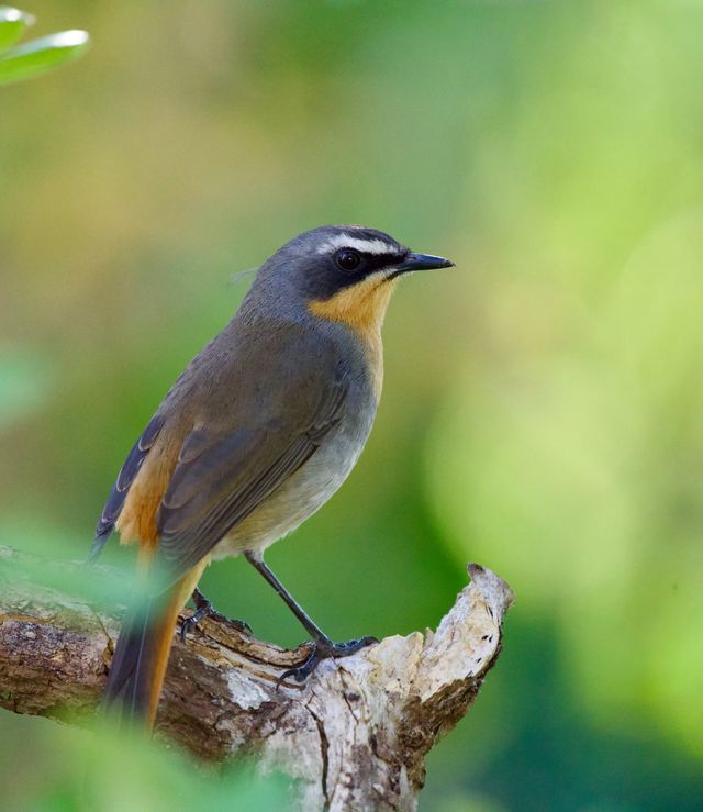 A Cape Robin-Chat keeping a watchful eye over the birdfeeder
