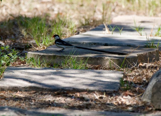An adult male Pin-tailed Whydah walking over flagstones in the garden