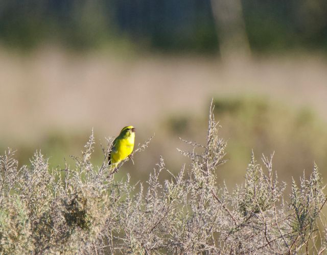 A trio of male Yellow Canaries were calling from the bush-tops in the lower section of the Wine Estate